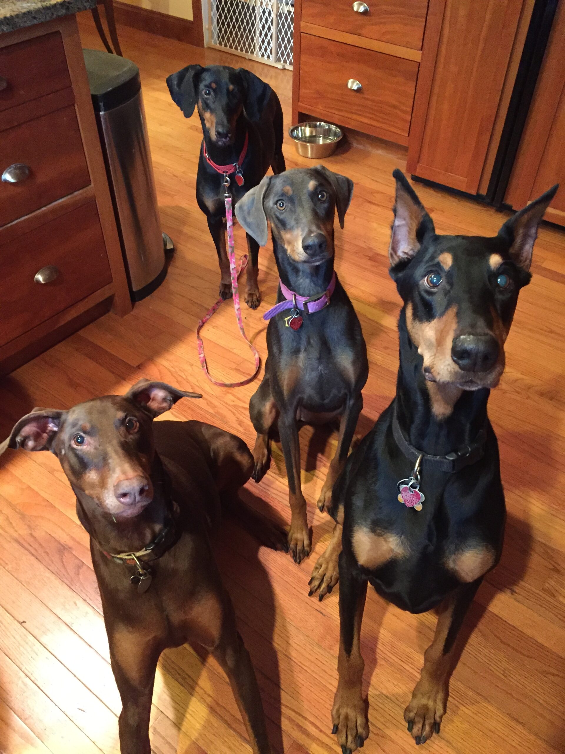 Doberman rescue orders centre