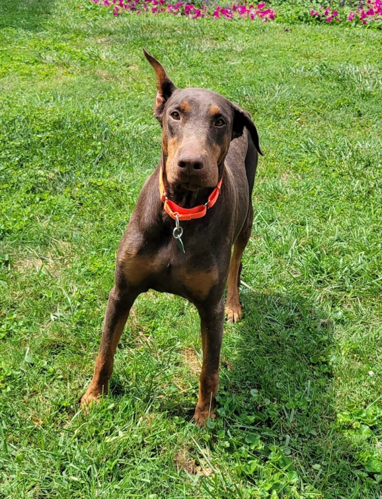 Adoptable Doberman Pippa