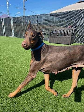 Adoptable Doberman Pippa